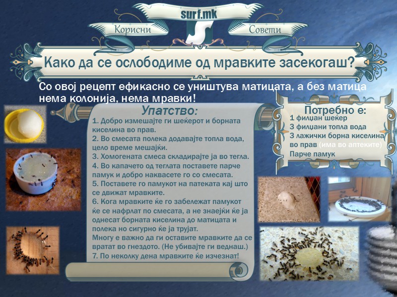 Како да се ослободиме од мравките засекогаш!